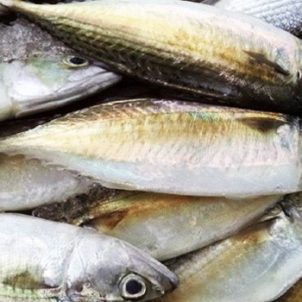 Frozen Horse Mackerel/kg