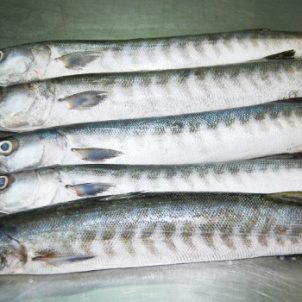 Frozen Barracuda