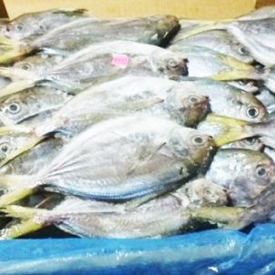 Frozen Butterfish/kg