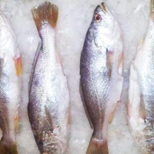 Frozen Croaker