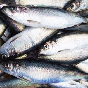 Frozen Herring/kg
