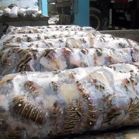 Frozen Seafood-Fresh Lobster /Tail Lobster Price per Kilogram KG - Image 3
