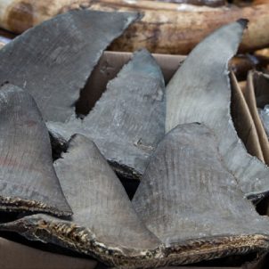 Buy Top quality frozen shark fins in tons