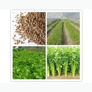 Celery Seed 25g wholesale product